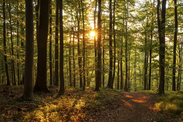 The warm light of the evening sun shines through tree trunks on a hiking trail in an idyllic beech forest, Mörth, Schieder-Schwalenberg, North Rhine-Westphalia, Germany