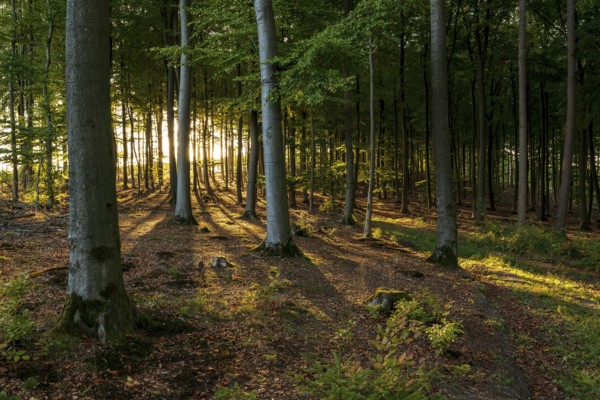 The rays of the low evening sun shine into an idyllic beech forest on Lühberg near Bega, North Rhine-Westphalia, Germany