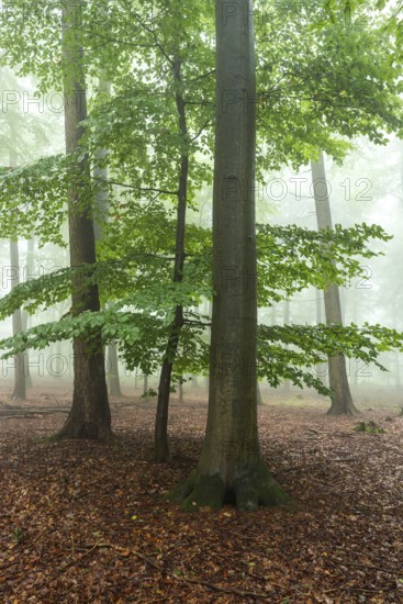 Foggy beech forest with mystical and calm atmosphere, Winterberg, Eschenbruch, North Rhine-Westphalia, Germany