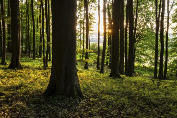 The tree trunks of an idyllic beech forest create a stark contrast in evening backlight, Bad Pyrmont, Lower Saxony, Germany