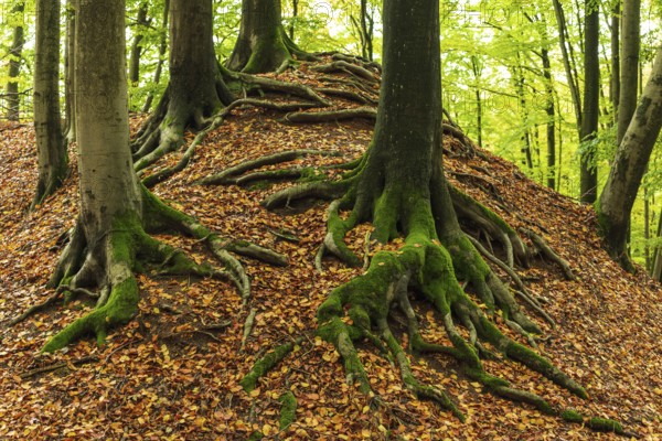Gnarled and moss-covered roots of old beech trees on the ring wall of Alt-Sternberg, Extertal, North Rhine-Westphalia, Germany