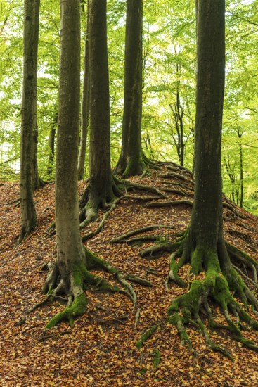 Gnarled and moss-covered roots of old beech trees on the ring wall of Alt-Sternberg, Extertal, North Rhine-Westphalia, Germany