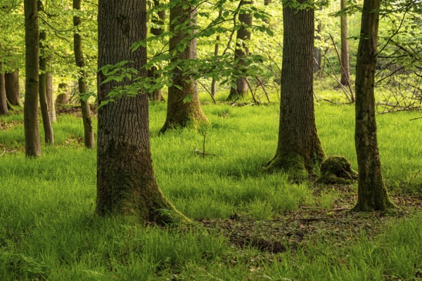 Beech forest in spring with grassy forest floor, Blomberg, North Rhine-Westphalia, Germany