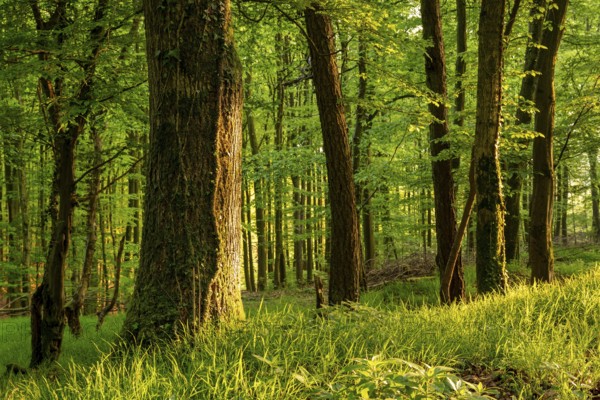 Rustic forest in spring, with moss and ivy-covered tree trunks and grass-covered forest floor, Blomberg, North Rhine-Westphalia, Germany