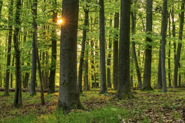 The sun shines through the trunks of beech trees into a spring-like forest with lush green foliage, Schieder-Schwalenberg, Teutoburg Forest, North Rhine-Westphalia, Germany