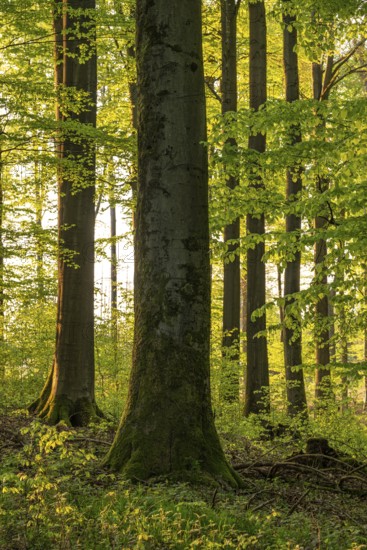 Picturesque light shines on a mighty old beech tree in an idyllic, spring-like forest with lush green foliage, Schieder-Schwalenberg, North Rhine-Westphalia, Germany