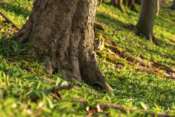 Close-up of the roots of a huge old maple tree surrounded by wild garlic in the forest near Lügde, North Rhine-Westphalia, Germany