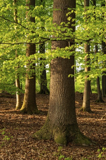 Tree trunk of an old beech tree in a spring-like forest with lush green foliage, Blomberg, North Rhine-Westphalia, Germany