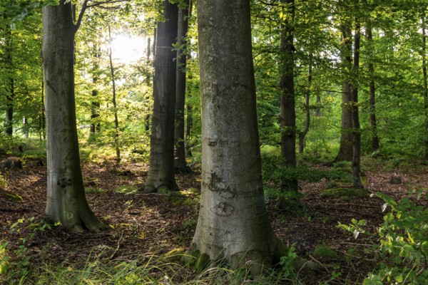 The sun shines through the trunks of beech trees into a spring-like deciduous forest with lush green foliage, Schieder-Schwalenberg, Teutoburg Forest, North Rhine-Westphalia, Germany