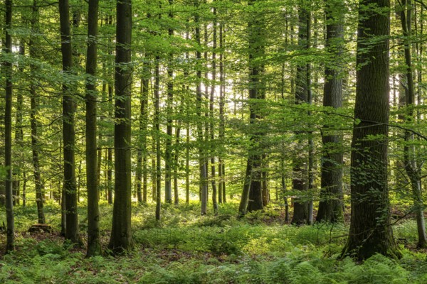 Sunlight penetrates a dense deciduous forest in spring and creates a peaceful and idyllic atmosphere, Steinheimer Holz, Schieder-Schwalenberg, Teutoburg Forest, North Rhine-Westphalia, Germany