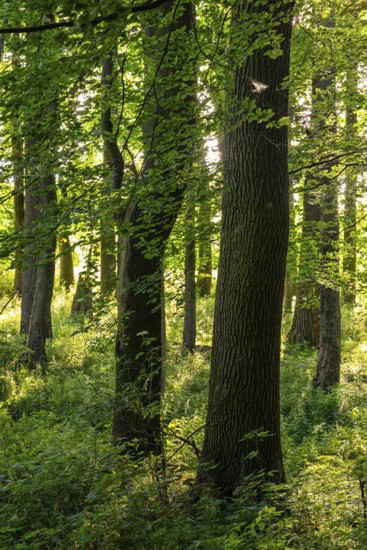 Sunlight penetrates a dense deciduous forest in spring and creates a peaceful and idyllic atmosphere, Steinheimer Holz, Schieder-Schwalenberg, Teutoburg Forest, North Rhine-Westphalia, Germany