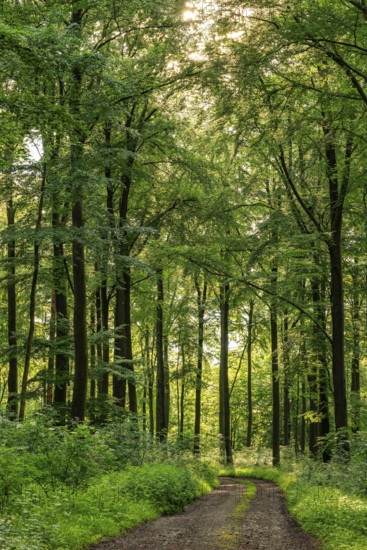 A forest trail leads through a spring-like beech forest with lush green foliage, Winterberg, Eschenbruch, Teutoburg Forest, North Rhine-Westphalia, Germany