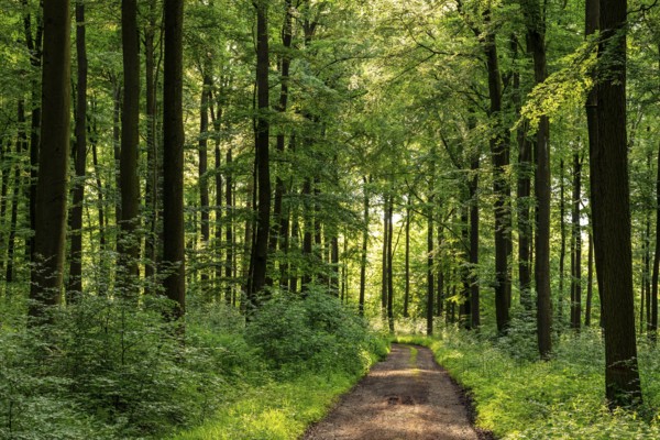 A forest trail leads through a spring-like beech forest with lush green foliage, Winterberg, Eschenbruch, Teutoburg Forest, North Rhine-Westphalia, Germany
