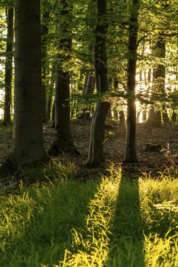 Sunbeams between the trunks of tall beech trees in an idyllic spring forest with green forest soil, Mörth, Schieder-Schwalenberg, North Rhine-Westphalia, Germany