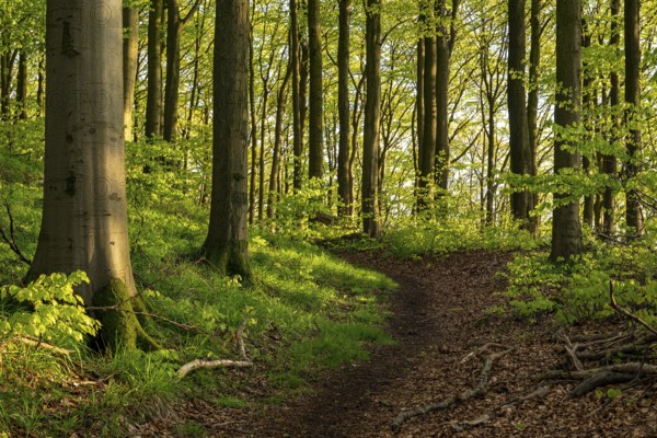 A hiking trail leads through a spring-like beech forest around Herlingsburg, an early medieval ring wall near Lügde, North Rhine-Westphalia, Germany