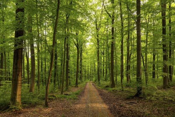 A forest trail leads through a spring-like beech forest with lush green foliage, Bad Pyrmont, Lower Saxony, Germany