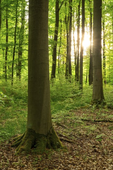 The sun shines through the trunks of beech trees into a spring-like forest with lush green foliage, Bad Pyrmont, Lower Saxony, Germany