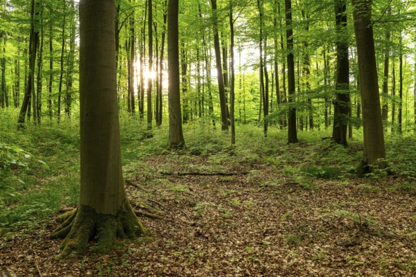 The sun shines through the trunks of beech trees into a spring-like forest with lush green foliage, Bad Pyrmont, Lower Saxony, Germany