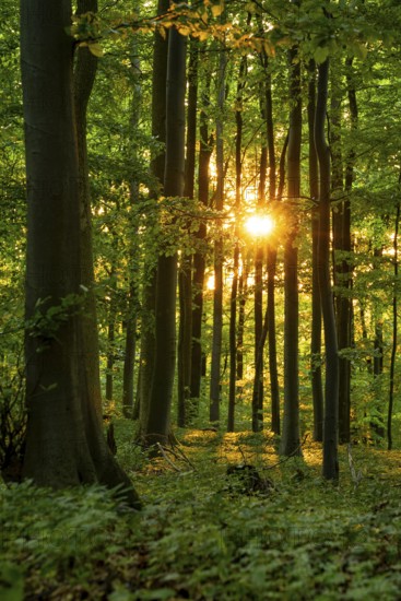 The warm light of the evening sun shines through tree trunks into an idyllic beech forest with lush green foliage, Bad Pyrmont, Lower Saxony, Germany