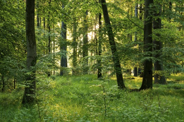 Idyllic beech forest in spring with lush green foliage and grassy soil in atmospheric light, Mörth, Schieder-Schwalenberg, North Rhine-Westphalia, Germany