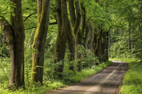 A forest path leads along a row of tall old maple trees, Bomberg, Bad Pyrmont, Lower Saxony, Germany