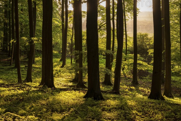 The tree trunks of an idyllic beech forest create a stark contrast in evening backlight, Bad Pyrmont, Lower Saxony, Germany