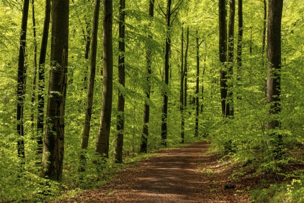 Idyllic leafy forest trail in a picturesque green beech forest in spring, Bad Pyrmont, Lower Saxony, Germany