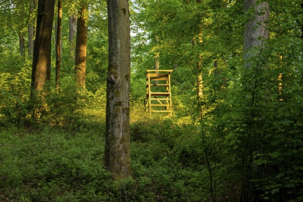 A hidden hunter's high seat is illuminated by sunlight, in a forest near Bad Pyrmont, Lower Saxony, Germany