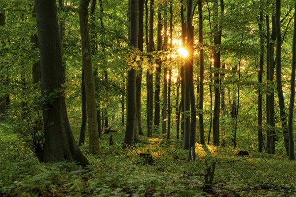 The warm light of the evening sun shines through tree trunks into an idyllic beech forest with lush green foliage, Bad Pyrmont, Lower Saxony, Germany