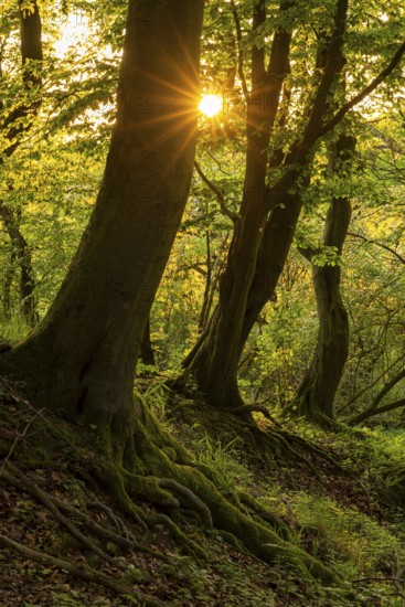 The sun star of the evening sun shines through the trunks of gnarled beech trees into a mystical forest, Bad Pyrmont, Lower Saxony, Germany