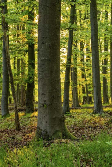 Warm sunlight shines on a beech tree in a spring-like forest with lush green foliage, Schieder-Schwalenberg, Teutoburg Forest, North Rhine-Westphalia, Germany
