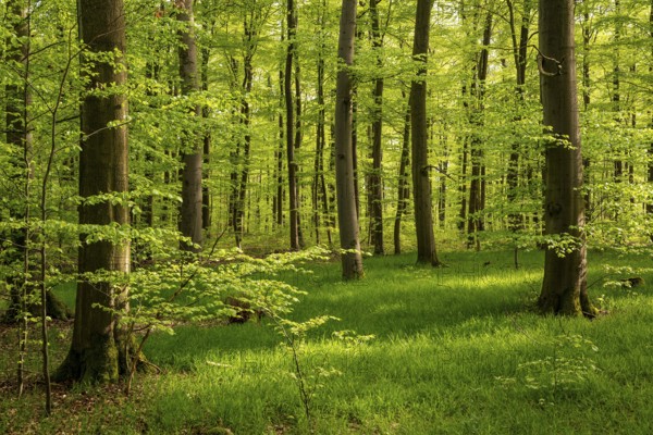 Springtime beech forest with lush green foliage and grassy forest soil, Bad Pyrmont, Lower Saxony, Germany