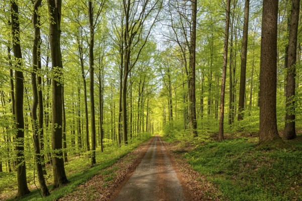 Central perspective view of a long, straight forest path in a lush green beech forest, Bad Pyrmont, Lower Saxony, Germany