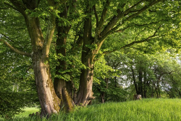 Rustic hat bushes (hornbeam, Carpinus betulus) with thick foliage on a green meadow, Bad Pyrmont, Lower Saxony, Germany