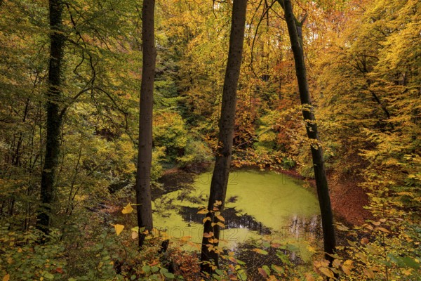 View through tree trunks of the Oberer Erdfall lake, a unique natural monument near Bad Pyrmont, surrounded by forest glowing in colorful autumn colors, Lower Saxony, Germany