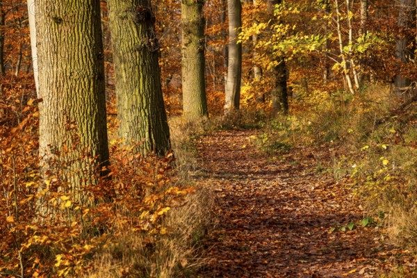Idyllic deciduous forest trail on the edge of an autumnal deciduous forest, Bad Pyrmont, Lower Saxony, Germany