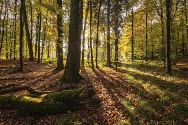 Sun rays fall in a rustic autumn forest landscape, Steinheimer Holz, Schieder-Schwalenberg, North Rhine-Westphalia, Germany