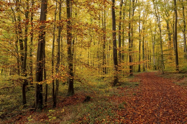 An idyllic forest trail leads through deciduous forest glowing in colorful autumn colors, Bad Pyrmont, Lower Saxony, Germany