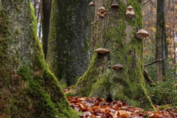 Full format image of the mighty tree trunks of ancient deciduous trees covered with moss and tree fungi in the Bärenstein forest, Horn-Bad Meinberg, North Rhine-Westphalia, Germany