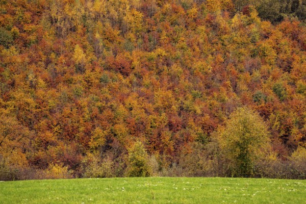 Full format view of a forest above a sage whose treetops glow in bright autumn colors, Dallensental, Lügde, North Rhine-Westphalia, Germany