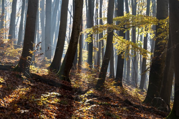 Light fog and sun rays create a mystical lighting atmosphere in an autumnal deciduous forest, near Holzminden, Lower Saxony, Germany