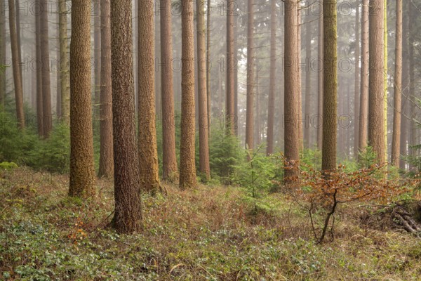 Closely parallel tree trunks of conifers in an idyllic forest, covered in fine fog, Ebersnacken, Solling-Vogler nature park Park, Weser Hills, Lower Saxony, Germany