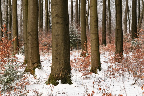 Tree trunks of mighty old beech trees in a mixed winter forest with snow-covered forest soil, in between young trees with remnants of autumn leaves, individual conifers in the background, Winterberg, Eschenbruch, North Rhine-Westphalia, Germany