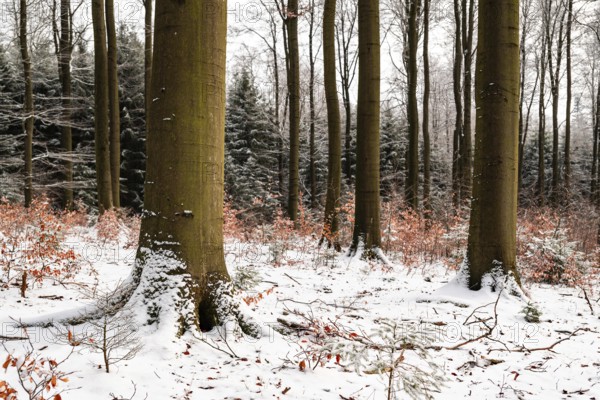 Tree trunks of mighty old beech trees in a mixed winter forest with snow-covered forest soil, in between young trees with remnants of autumn leaves, conifers in the background, Winterberg, Eschenbruch, North Rhine-Westphalia, Germany