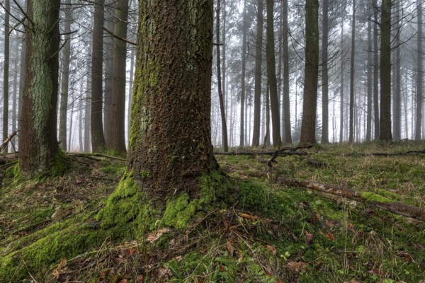 Moss-covered tree trunk in a mystical coniferous forest crisscrossed by fine fog, Bad Pyrmont, Lower Saxony, Germany