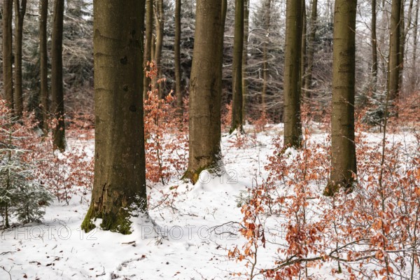 Winter landscape with tree trunks of mighty old beech trees in a mixed winter forest with snow-covered forest floor, in between young trees with remnants of autumn leaves, individual conifers in the background, Winterberg, Eschenbruch, North Rhine-Westphalia, Germany