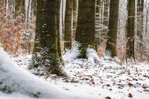Tree trunks of mighty old beech trees in a mixed winter forest with snow-covered forest soil, in between young trees with remnants of autumn leaves, Winterberg, Eschenbruch, North Rhine-Westphalia, Germany
