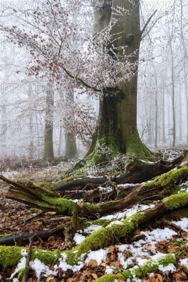 Moss-covered dead wood and an old beech tree on the edge of a foggy, frost-covered forest in winter, Bad Pyrmont, Lower Saxony, Germany