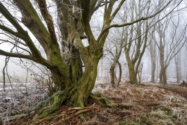 Native tree with gnarled branches and moss-covered tree trunk on the edge of a foggy forest covered with frost in winter, Bad Pyrmont, Lower Saxony, Germany