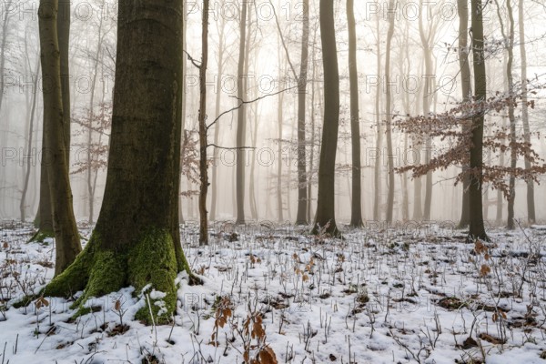Mystical fog and warm sunlight create an atmospheric lighting atmosphere in an idyllic deciduous forest with moss-covered tree trunks and remnants of snow on the ground, Bad Pyrmont, Lower Saxony, Germany